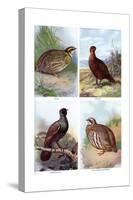 Game Birds from Harmsworth Natural History, 1910-Richard Lydekker-Stretched Canvas