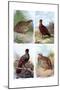 Game Birds from Harmsworth Natural History, 1910-Richard Lydekker-Mounted Giclee Print
