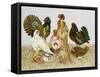 Game Birds-Pat Scott-Framed Stretched Canvas