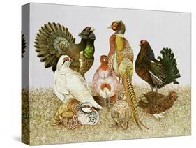 Game Birds-Pat Scott-Stretched Canvas