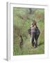 Game Guards Patrolling on Elephant Back, Kaziranga National Park, Assam State, India-Steve & Ann Toon-Framed Photographic Print