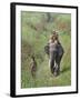 Game Guards Patrolling on Elephant Back, Kaziranga National Park, Assam State, India-Steve & Ann Toon-Framed Photographic Print