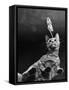 Game of Cat and Mouse-null-Framed Stretched Canvas