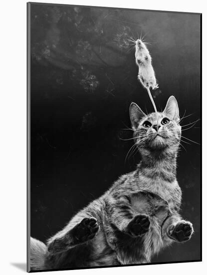 Game of Cat and Mouse-null-Mounted Photographic Print