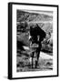 Game Warden Carrying a Killed Chamois at the Gran Paradiso Park-null-Framed Photographic Print