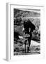 Game Warden Carrying a Killed Chamois at the Gran Paradiso Park-null-Framed Photographic Print