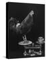 Gamecock Being Weighed Before a Fight-Gjon Mili-Stretched Canvas
