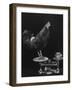 Gamecock Being Weighed Before a Fight-Gjon Mili-Framed Photographic Print