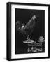 Gamecock Being Weighed Before a Fight-Gjon Mili-Framed Photographic Print