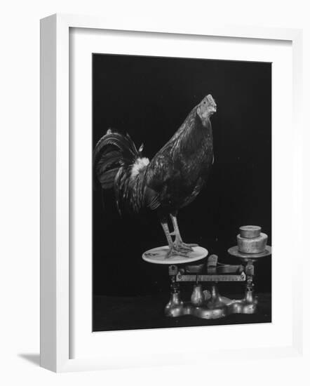 Gamecock Being Weighed Before a Fight-Gjon Mili-Framed Photographic Print