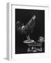 Gamecock Being Weighed Before a Fight-Gjon Mili-Framed Photographic Print