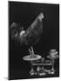 Gamecock Being Weighed Before a Fight-Gjon Mili-Mounted Photographic Print