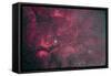 Gamma Cygni Nebulosity Complex with the Crescent Nebula-null-Framed Stretched Canvas