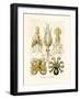 Gamochonia, 1899-1904-null-Framed Giclee Print