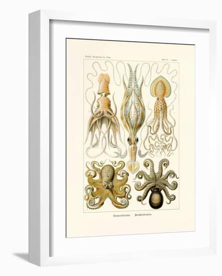 Gamochonia, 1899-1904-null-Framed Giclee Print