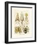 Gamochonia, 1899-1904-null-Framed Giclee Print