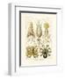 Gamochonia, 1899-1904-null-Framed Giclee Print