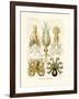 Gamochonia, 1899-1904-null-Framed Giclee Print