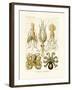 Gamochonia, 1899-1904-null-Framed Giclee Print