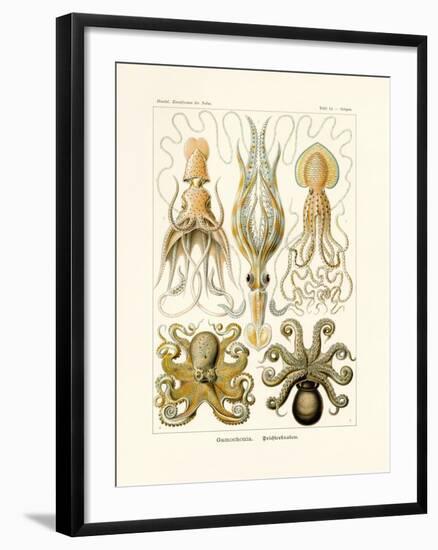 Gamochonia, 1899-1904-null-Framed Giclee Print