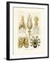 Gamochonia, 1899-1904-null-Framed Giclee Print