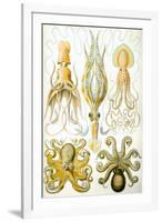 Gamochonia Nature by Ernst Haeckel-Ernst Haeckel-Framed Art Print