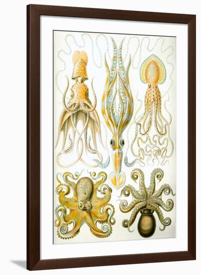 Gamochonia Nature by Ernst Haeckel-Ernst Haeckel-Framed Art Print