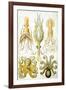 Gamochonia Nature by Ernst Haeckel-Ernst Haeckel-Framed Art Print