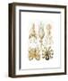 Gamochonia-Ernst Haeckel-Framed Art Print