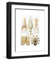 Gamochonia-Ernst Haeckel-Framed Art Print
