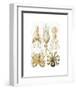 Gamochonia-Ernst Haeckel-Framed Art Print