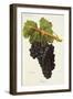 Gamza Grape-J. Troncy-Framed Giclee Print