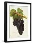 Gamza Grape-J. Troncy-Framed Giclee Print