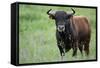 Ganado Bravo, Fighting Bull Portrait, Ciudad Rodrigo, Salamanca Region, Castilla Y Leon, Spain-Widstrand-Framed Stretched Canvas