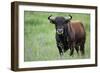 Ganado Bravo, Fighting Bull Portrait, Ciudad Rodrigo, Salamanca Region, Castilla Y Leon, Spain-Widstrand-Framed Photographic Print