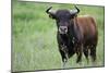 Ganado Bravo, Fighting Bull Portrait, Ciudad Rodrigo, Salamanca Region, Castilla Y Leon, Spain-Widstrand-Mounted Photographic Print