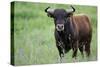 Ganado Bravo, Fighting Bull Portrait, Ciudad Rodrigo, Salamanca Region, Castilla Y Leon, Spain-Widstrand-Stretched Canvas