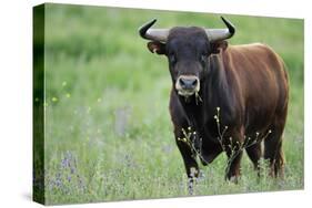 Ganado Bravo, Fighting Bull Portrait, Ciudad Rodrigo, Salamanca Region, Castilla Y Leon, Spain-Widstrand-Stretched Canvas