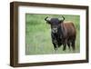 Ganado Bravo, Fighting Bull Portrait, Ciudad Rodrigo, Salamanca Region, Castilla Y Leon, Spain-Widstrand-Framed Photographic Print