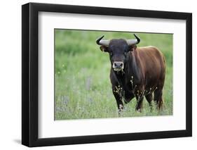 Ganado Bravo, Fighting Bull Portrait, Ciudad Rodrigo, Salamanca Region, Castilla Y Leon, Spain-Widstrand-Framed Photographic Print