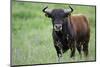 Ganado Bravo, Fighting Bull Portrait, Ciudad Rodrigo, Salamanca Region, Castilla Y Leon, Spain-Widstrand-Mounted Photographic Print