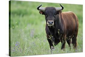 Ganado Bravo, Fighting Bull Portrait, Ciudad Rodrigo, Salamanca Region, Castilla Y Leon, Spain-Widstrand-Stretched Canvas