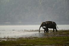 Tusker Dust Bath-Ganesh H Shankar-Photographic Print