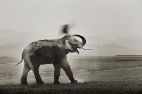 Photographic Print, , large