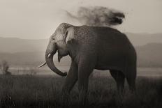 Tusker in Rain-Ganesh H Shankar-Stretched Canvas