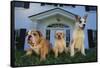 Gang of Dogs-DLILLC-Framed Stretched Canvas