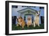 Gang of Dogs-DLILLC-Framed Photographic Print