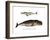 Ganges River Dolphin, 1860-null-Framed Giclee Print