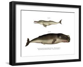 Ganges River Dolphin, 1860-null-Framed Giclee Print