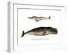 Ganges River Dolphin, 1860-null-Framed Giclee Print